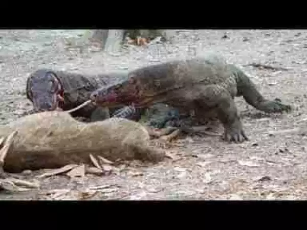 Video: TOP 10 KOMODO DRAGON ATTACKS & EATS || Komodo vs komodo, buffalo, deer, cobra, pig